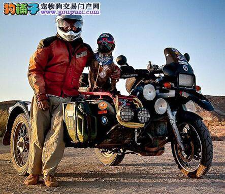 美国男子与自家小狗骑摩托车游全国