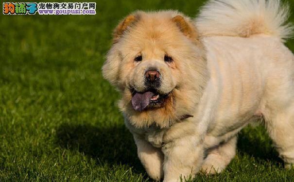 松狮犬膀胱结石的病因及症状