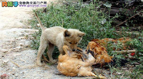 2只狗狗好动咬死鸡  鸡主人竟提出把狗狗打成鸡的模样