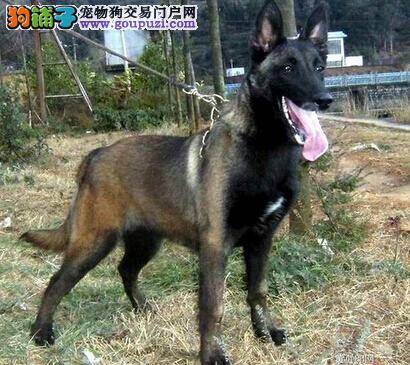 解决个人卫生问题 如何给马犬做彻底的清洁