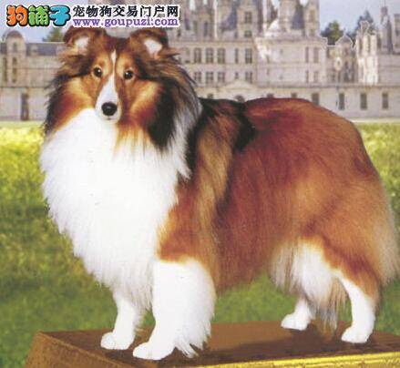 每天训练十分钟 喜乐蒂犬轻松成为优秀的宠物