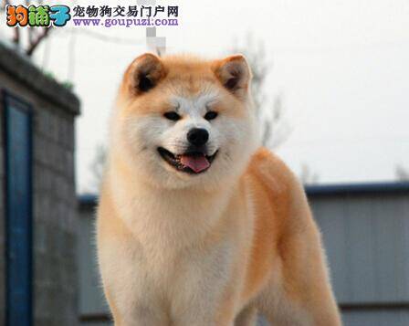 贴心小宝贝 与秋田犬相交相知的方法