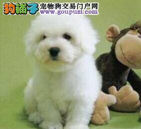 比熊犬最近呕吐不止，一天一次如何是好