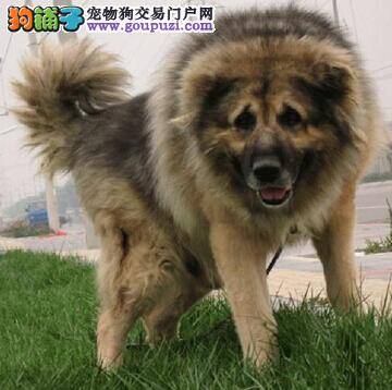 高加索犬最有特点的部位是哪些地方