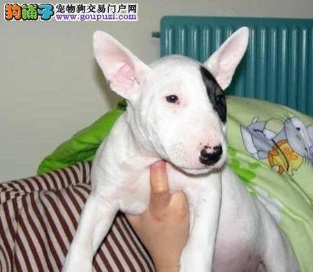 强化训练 怎样让牛头梗成为一个优秀的宠物犬