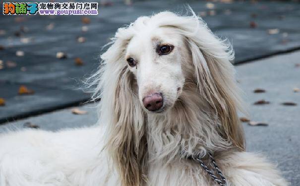 挑选阿富汗猎犬需要注意的问题