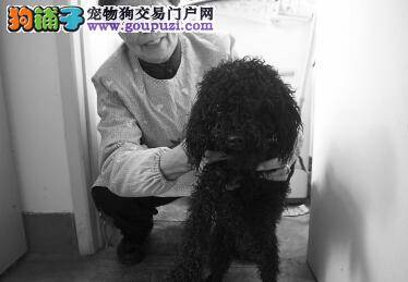 狗狗应聘警犬要求严 实力要强颜值也要高