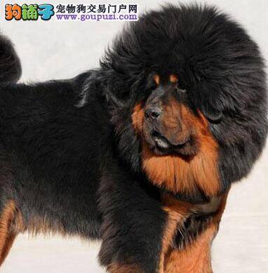 藏獒能吃能喝偶尔拉稀带血是怎么回事