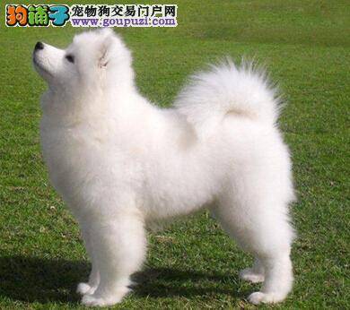 看看你是不是适合饲养萨摩耶的那种人