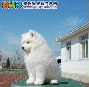 狗狗不能吃的食物与危害全集
