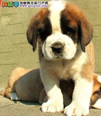 怎样合理的给圣伯纳犬挑选零食