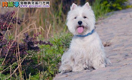 西高地犬的性格以及优点