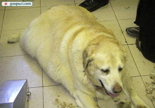 英国最胖的狗体重140斤几乎不能走 主人挨罚(图)