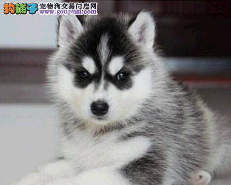 两个半月的哈士奇突然流眼泪是怎么了