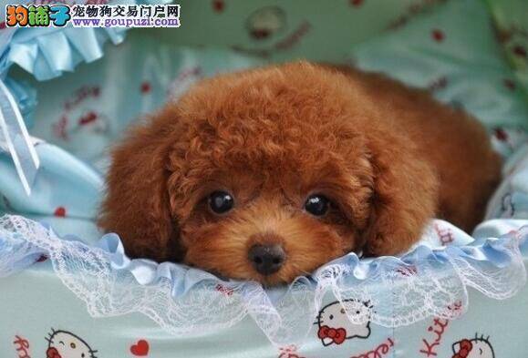 萌狗智商高 泰迪犬的智商到底有多高