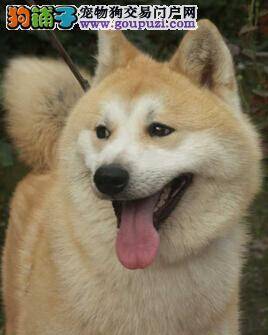 宠物医生教你判断秋田犬的掉毛现象是否正常