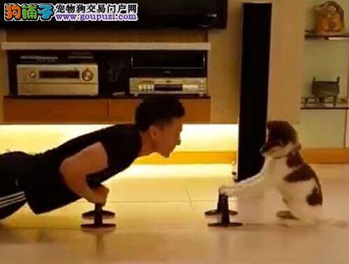 狗狗与主人一同锻炼身体 动作神同步