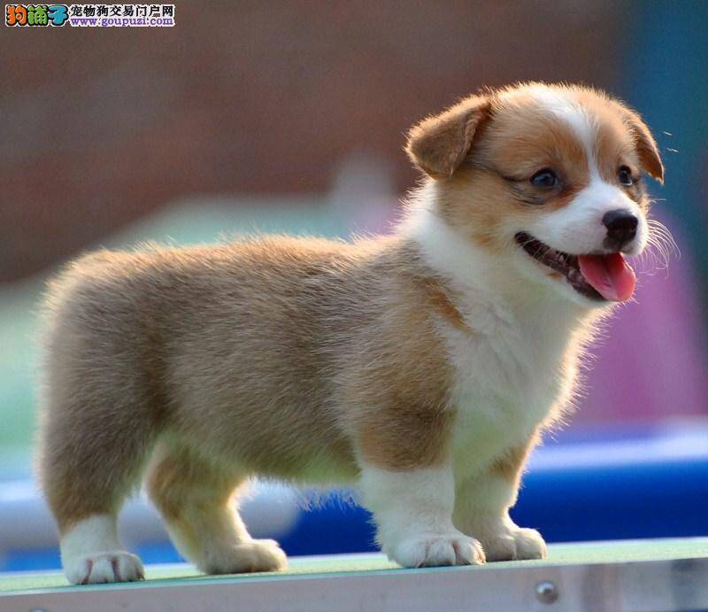 柯基犬最近有点尿频是怎么了