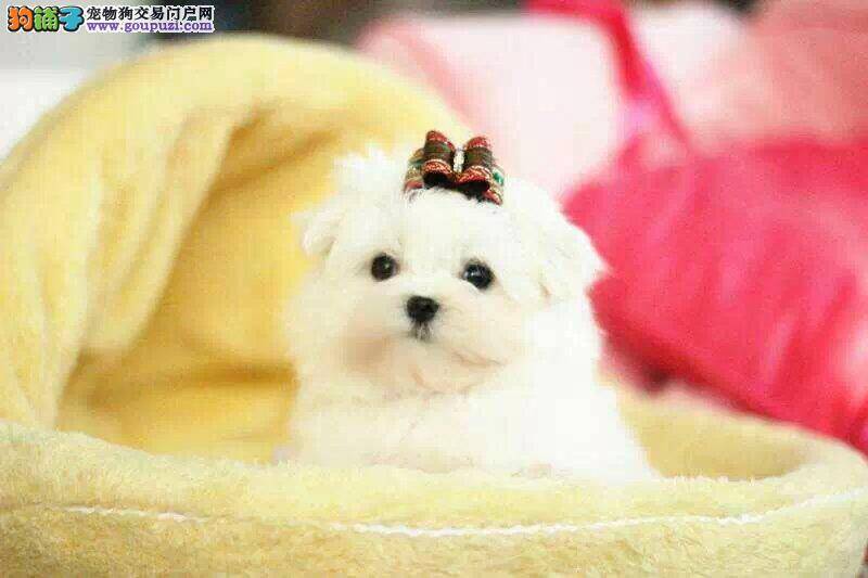 科学饲养马尔济斯犬的重要依据