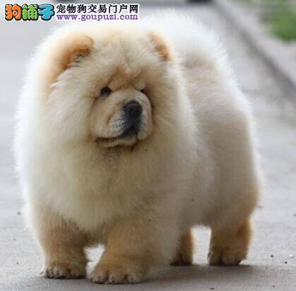 松狮犬皮肤表面的创伤形成原因和症状