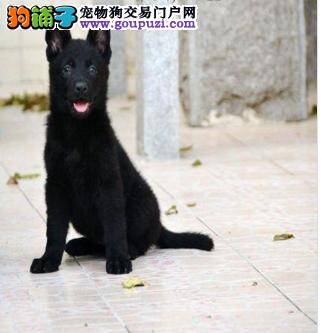 比利时牧羊犬整天乱叫很不安静怎么训练