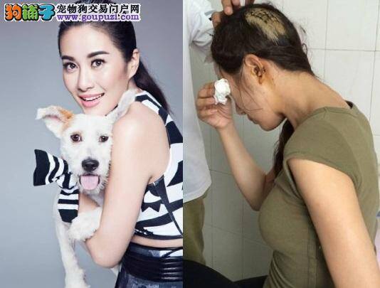 叶璇爱犬拍照不领情，女星硬来遭咬喷血败诉