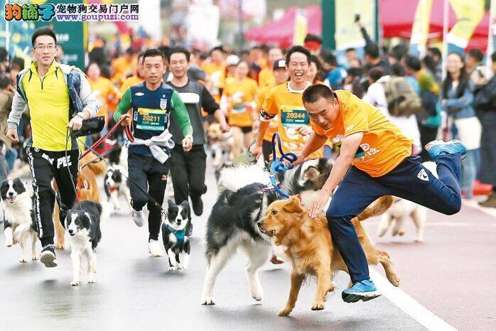 厉害了我中华田园犬 忠诚程度超越金毛犬