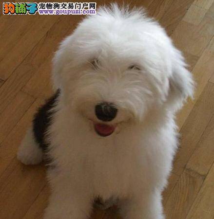 古代牧羊犬肚子胀痛是什么情况