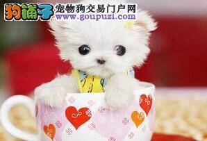 家庭处理法 茶杯犬被车撞了怎么及时救治