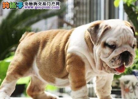 原来糖尿病会让英国斗牛犬视力下降