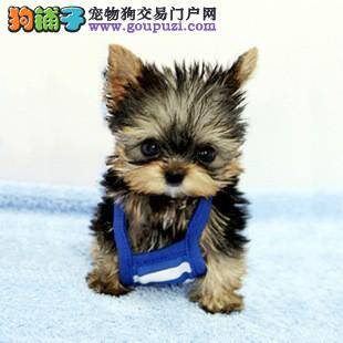 学会如何鉴定约克夏的品质是否优秀