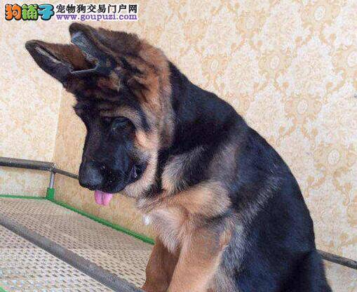 德国牧羊犬患上细小应怎样治疗它