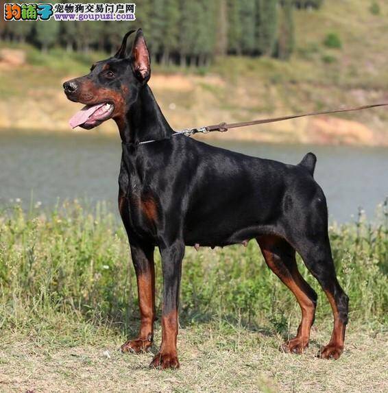 杜宾犬什么时候断奶，之后吃些什么好