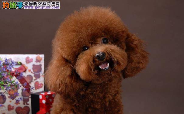 泰迪爱钻垃圾桶  如何改掉泰迪犬爱钻垃圾桶的恶习