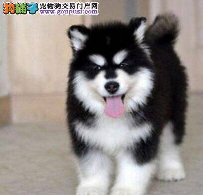 阿拉斯加犬患上犬瘟有方法医治吗