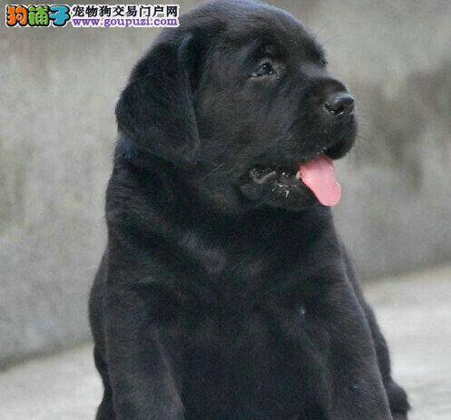 天气寒冷，拉布拉多犬感冒了怎么办