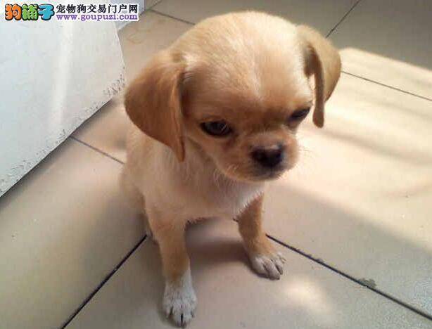 犬种详情 吉娃娃的犬种特点与购买注意事项