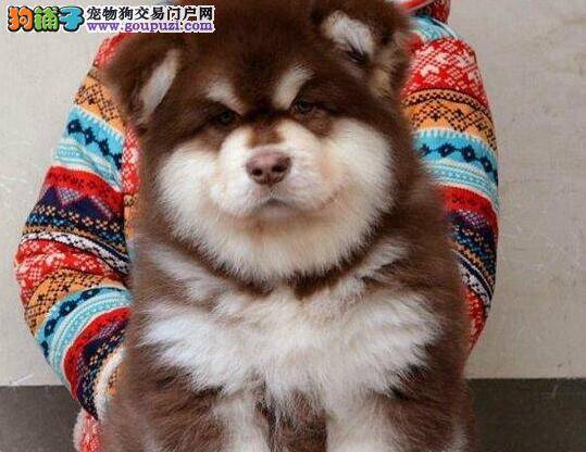 阿拉斯加犬什么时候可以带牵引绳