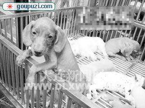 “流浪狗之家”获合法身份 为陕西第一家救助组织