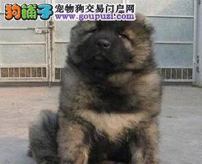 两个月的高加索犬感冒鼻子干吃点什么药效果好