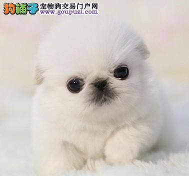 如何合理的安排老年京巴狗的饮食