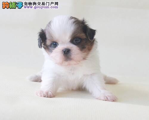 西施犬对什么都不感兴趣，没精神应怎么办