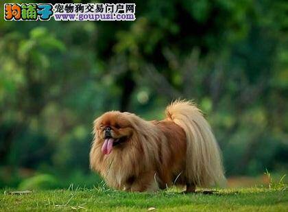 国产高贵的北京狗，京巴犬