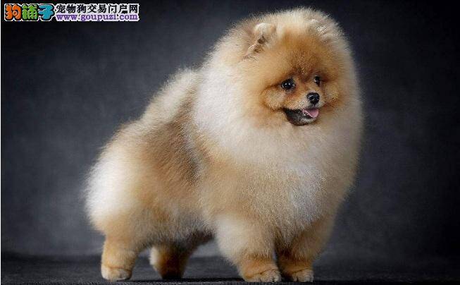 引起博美犬肥胖的原因