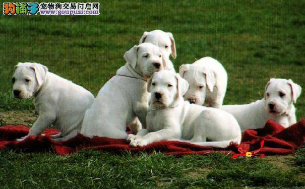 选购杜高犬6原则 从健康特征选购杜高犬幼犬