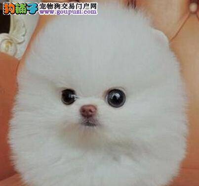 新年新招数 治疗博美犬皮肤过敏的新方法