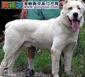 轻松搞定中亚牧羊犬爱打架的坏毛病