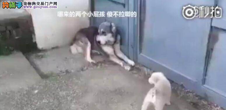 二哈想欺负狗宝宝，结果被狗妈妈逮住了立马认怂