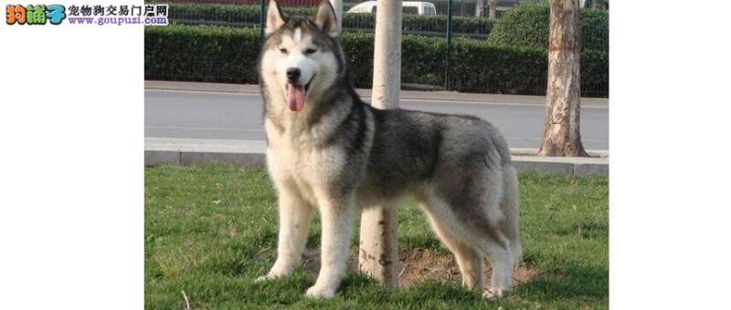 哈士奇成年犬基本护理知识  让爱犬健康每一天