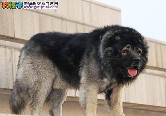 训练不容易 六个步骤让高加索犬学会箱内排泄